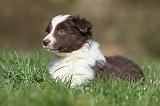 BORDER COLLIE 831